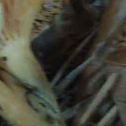 exposición micológica