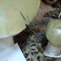 exposición micológica