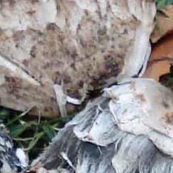 exposición micológica