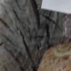 exposición micológica