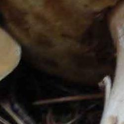 exposición micológica