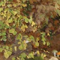 recreación de hábitats