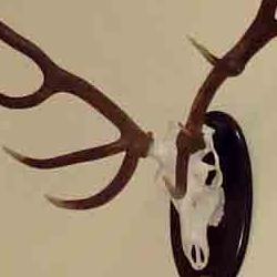 exposición de trofeos