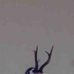 exposición de trofeos