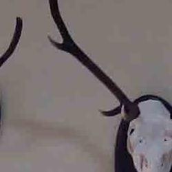 exposición de trofeos