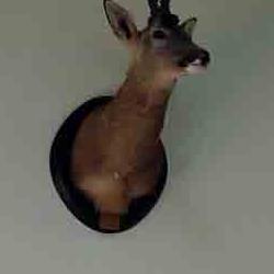 exposición de trofeos