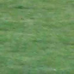 exhibición perros caza