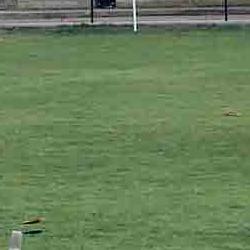 caza instintiva, tiro con arco