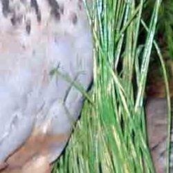 fauna en su hábitat