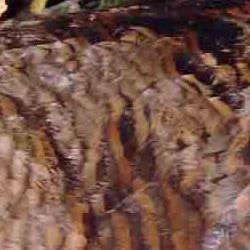 fauna en su hábitat: becada