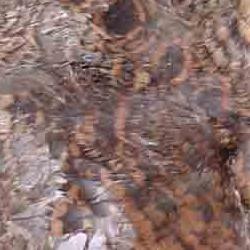 fauna en su hábitat: becada