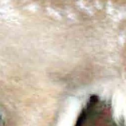 fauna en su hábitat: cervatillo