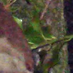 fauna en su hábitat: ánade real