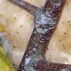 fauna en su hábitat: la lechuza Wally