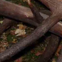 exposición de trofeos: ciervos trabados