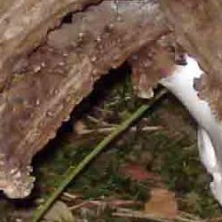 exposición de trofeos: corzos trabados