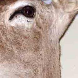 exposición de trofeos