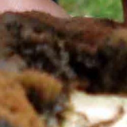 jornadas micologicas de primavera jornadas micologicas de primavera