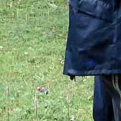 jornadas micologicas de primavera jornadas micologicas de primavera