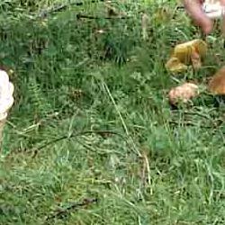 jornadas micologicas de primavera jornadas micologicas de primavera