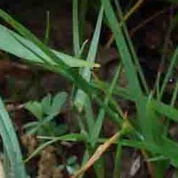 jornadas micologicas de primavera jornadas micologicas de primavera