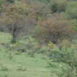 jornadas micologicas de primavera jornadas micologicas de primavera