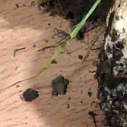 jornadas micologicas de primavera jornadas micologicas de primavera