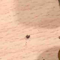 jornadas micologicas de primavera jornadas micologicas de primavera