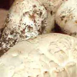 jornadas micologicas de primavera jornadas micologicas de primavera