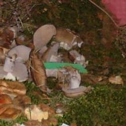 Jornadas Micológicas Otoño 2010 Jornadas Micológicas Otoño 2010