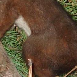 Jornadas Micológicas Otoño 2010 Jornadas Micológicas Otoño 2010