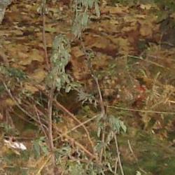 Jornadas Micológicas Otoño 2010 Jornadas Micológicas Otoño 2010