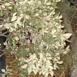 Jornadas Micológicas Otoño 2010 Jornadas Micológicas Otoño 2010