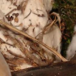 Jornadas Micológicas Otoño 2010 Jornadas Micológicas Otoño 2010