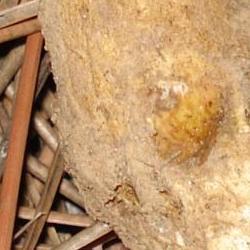 Jornadas Micológicas Otoño 2010 Jornadas Micológicas Otoño 2010