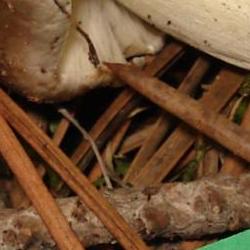 Jornadas Micológicas Otoño 2010 Jornadas Micológicas Otoño 2010