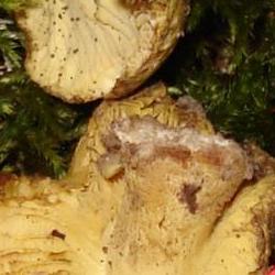 Jornadas Micológicas Otoño 2010 Jornadas Micológicas Otoño 2010