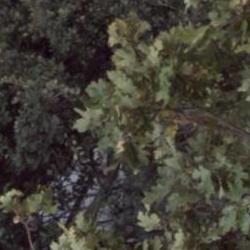 Jornadas Micológicas Otoño 2010 Jornadas Micológicas Otoño 2010