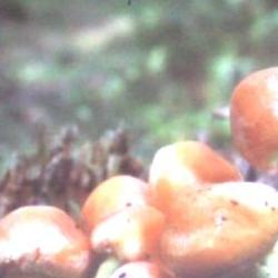 Jornadas Micológicas Otoño 2010 Jornadas Micológicas Otoño 2010