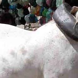 TRILLA TRADICIONAL TRILLA TRADICIONAL