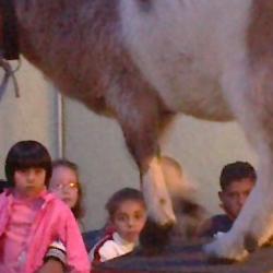 circo en almarza. 7 jun 2011 circo en almarza. 7 jun 2011