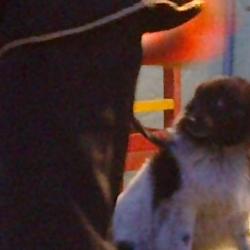 circo en almarza. 7 jun 2011 circo en almarza. 7 jun 2011