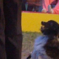 circo en almarza. 7 jun 2011 circo en almarza. 7 jun 2011