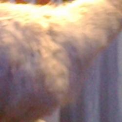 circo en almarza. 7 jun 2011 circo en almarza. 7 jun 2011