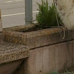 circo en almarza. 7 jun 2011 circo en almarza. 7 jun 2011